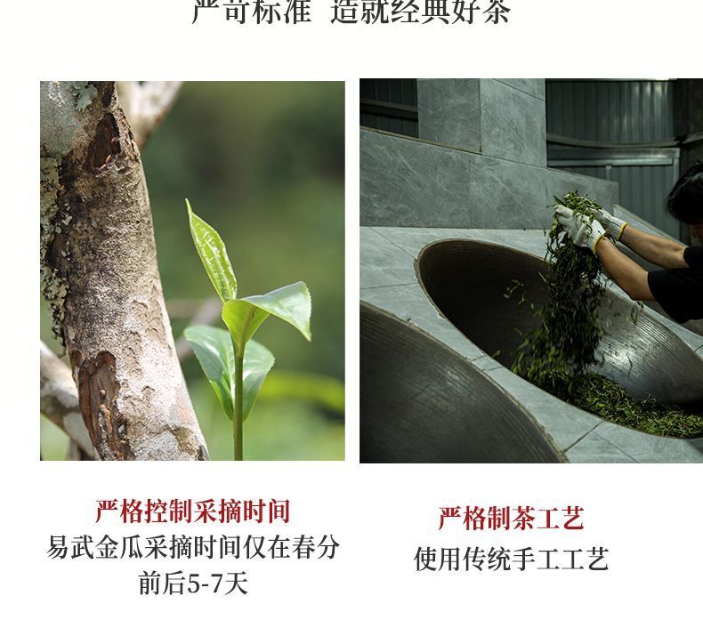 Yunnan Ancient Tree Puerh Tea Raw Tea Golden Melon Tribute Tea Yiwu 500g