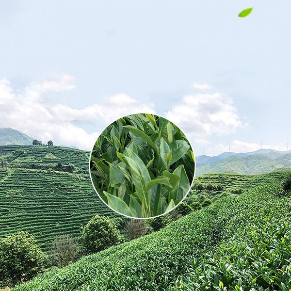 2023 Taiwan Oolong Tea Flower Fragrance Oolong Loose Leaf Tea Gift Packing 150g