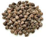 Moringa Oleifera Seeds WINGLESS Fresh Organic Semillas de Moringa Tree