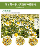 Chamomile new chamomile dried flowers chamomile petals froth flowers crushed