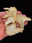 100g Organic Dried Bletilla Striata Bletilla Pseudobulb Rhizoma Bletillae Bai Ji