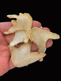 100g Organic Dried Bletilla Striata Bletilla Pseudobulb Rhizoma Bletillae Bai Ji