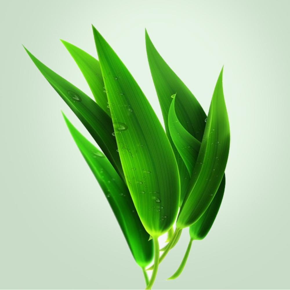 Highquality plant-based prebiotic green juice powder, barley Wakaba enzyme seeds