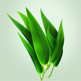 Highquality plant-based prebiotic green juice powder, barley Wakaba enzyme seeds