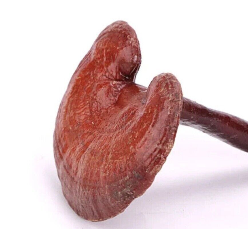 Reishi Mushroom Tea Benefits in Good Price Reishi Sale Online 500g Bulk Supply