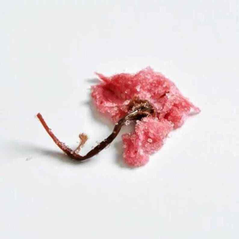 50g Japanese Traditional Salted Sakura Cha Cherry Blossoms Preserved Flower Tea Secondary image