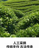 2024 Spring Harvest (Pyramid Bags) Premium Hangzhou Longjing Tea