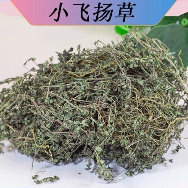 Dried Thyme-leaved spurge Redcausticreeper Euphorbiathymifolia Xiao Fei Yang Cao Secondary image