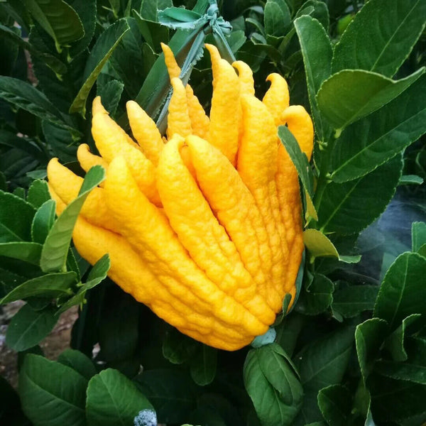 Hohe Qualität Getrocknete Fingered Citrus Shredded Bergamotte Frucht Kräutertee