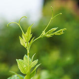 Longbeard Bud Tip Health Iron Box Authentic Selenium-enriched Berry Tea