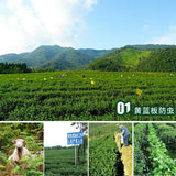 150g Ji Bian Oolong Tea Yunnan TENG CHONG High Mountain Tea Jade Taiwan Oolong
