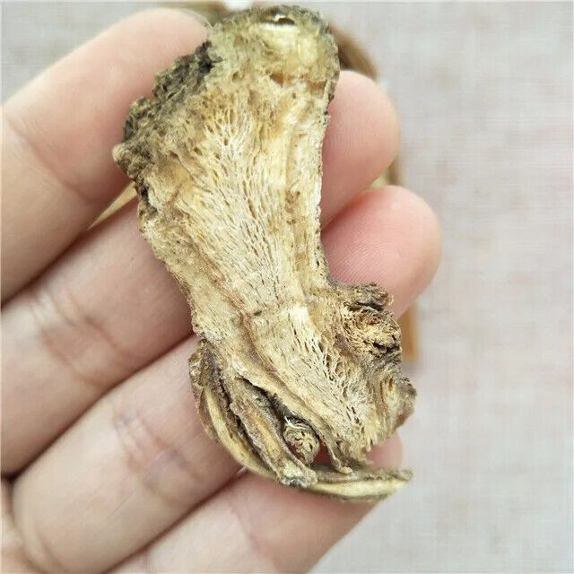 Dang Gui Cheap Price Angelica Sinensis Dried Radix Angelicae Sinensis Root