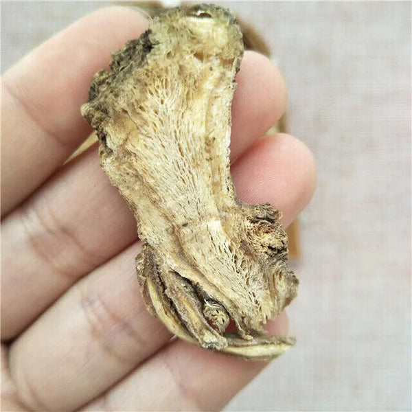 Dang Gui Cheap Price Angelica Sinensis Dried Radix Angelicae Sinensis Root
