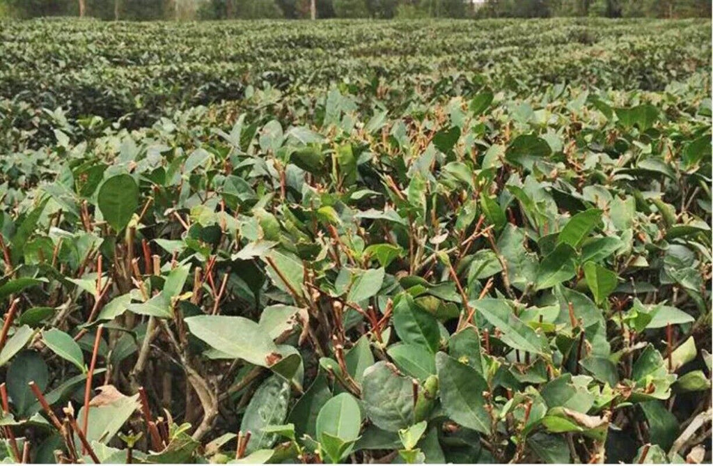 New Fuding White Shoumei Lao Bai Cha Old White Tea Natural Health Care 300g