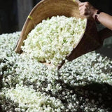 Premium Xiangerte Jasmine Tea 250g Fragrant Black Pine Needle Tea 2025 New