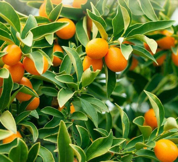 Organic Dried Kumquats Fruit Tea, Kumquats Fruit