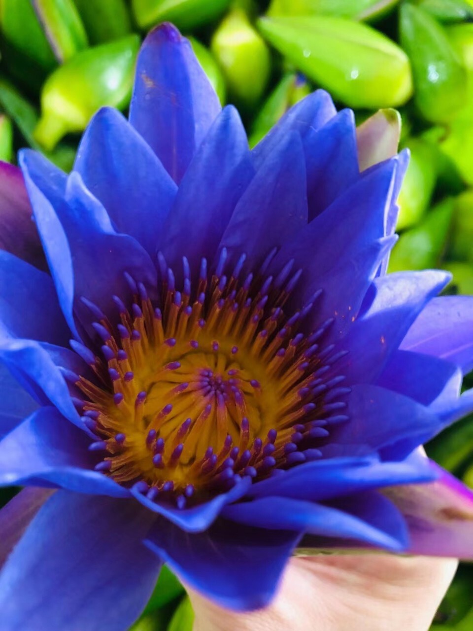 Beauty and Relaxation Lotus Flower Tea New Harvest Blue Lotus Dried Flowers