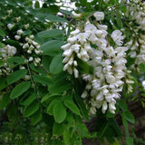 Fresh Dried Acacia FlowersDried Acacia Flowers for Cauliflower