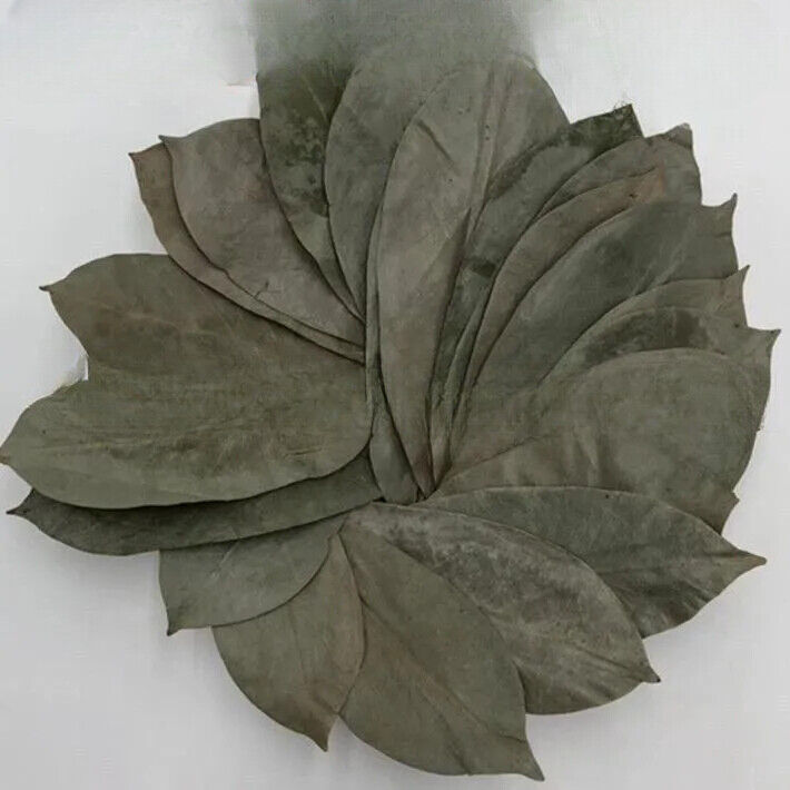 GRAVIOLA LEAF 100g Wild Harvest Soursop Custard Apple Annona muricata Main image