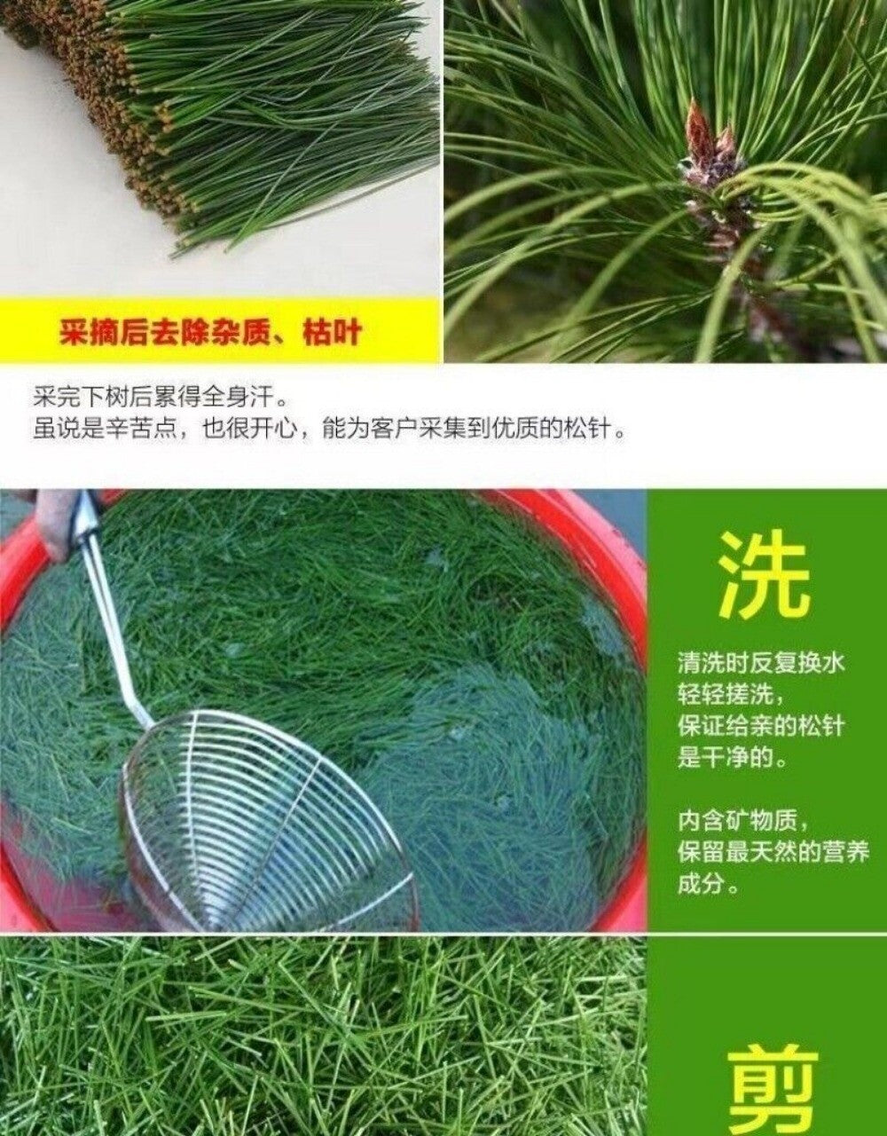 Premium Changbai Mountain Pine Needle Tea 250g High Altitude Fresh Dried Herbal