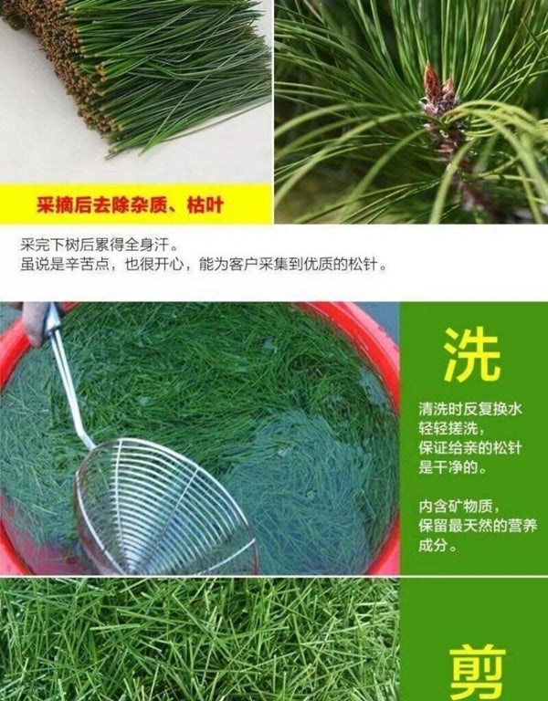 Premium Changbai Mountain Pine Needle Tea 250g High Altitude Fresh Dried Herbal