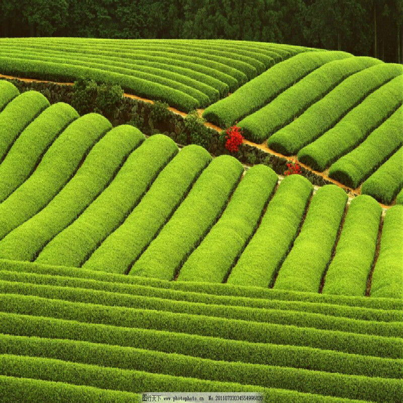 Wild Aged White Tea Fuding High Mountain Bai Cha Cake Shou Mei Premuim 350g
