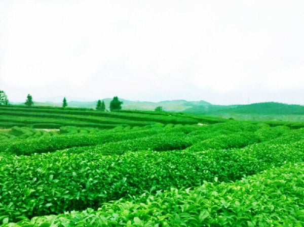 Da Hong Pao Oolong Tea 500g Organic Chinese Natural Premium Loose Leaf