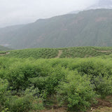 Nature Cajan Root, Root of Cajan, Root of Cajanus cajan, Mu Dou Gen 500g