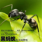 China Wild Chang Bai Shan Mountain Black Ant Vic Roger Polyrhachis Premuim 500g