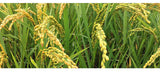 Cooked Glutinous Rice Powder 500g Meal Replacement Powder Puffed Cereal Powder