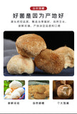 Fresh Dried Hericium Mushroom Sulfur-Free Loose Bulk Edible Fungi