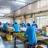 Chinese Herbal Tea Liver Detox Natural Organic Chrysanthemum Tea for Eye Refresh