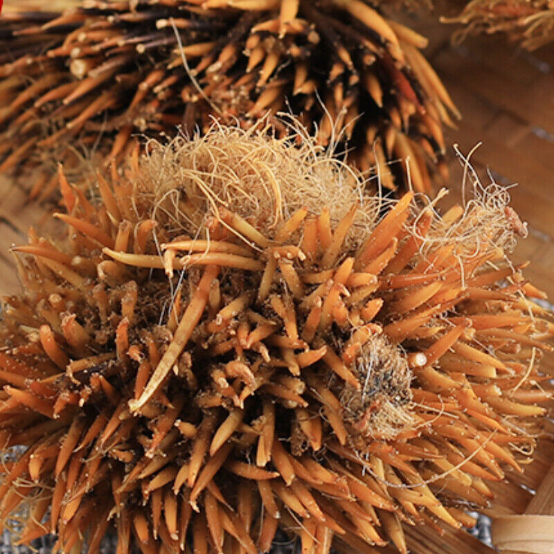 50g 100% Chinese Herbal Tea正品刺猬皮 High Quality Authentic Hedgehog Skin Ciweipi