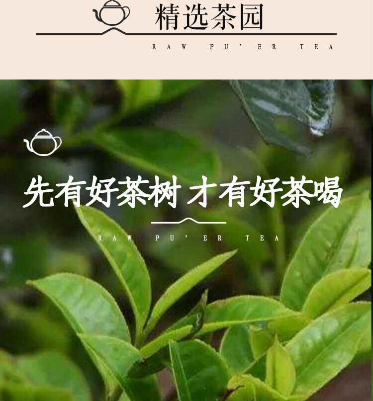 300g Manzon Yunnan Pu'er tea raw tea leaves old tree pine pressed brick tea