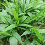 Organic Dried Herba Lophatheri Herba, Lophatherum Herb, Dan Zhu YE