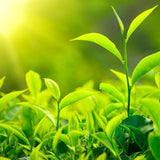 Premium Tea Bags - Aromatic & Flavorful Brew Ceylon Black Tea with Nutmeg