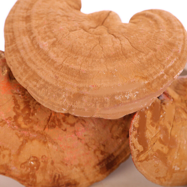 Changbai Mountain Ganoderma Lucidum Red Lingzhi Purple Lingzhi Edible Fungi 500g Secondary image