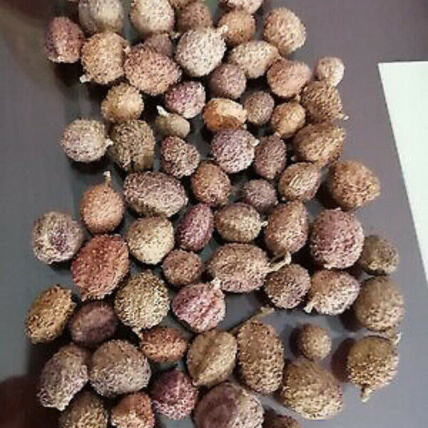100g Chun Sha Ren Spring Sandnut Dried Fruit Healthy Herbal Tea 煲汤泡茶 泡酒养胃养生茶调理肠胃