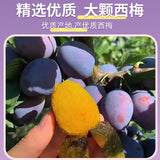 Prune Soso Jelly Prune Soso Jelly Prune Soso Jelly Hi Eating Soso Jelly 75g