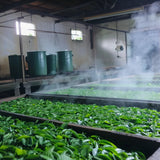 China Herbs PCOS Tea Fertility Health Womb Warm Tea Hormonal Balance 250g