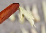 Yunnan Raw Tea Leaves White Buds Spring Tea Raw White Bud Spores Pu'er Raw Tea