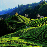 200g Yunnan Organic Early Spring KungFu Tea Kunming Crested Dianhong Black Tea