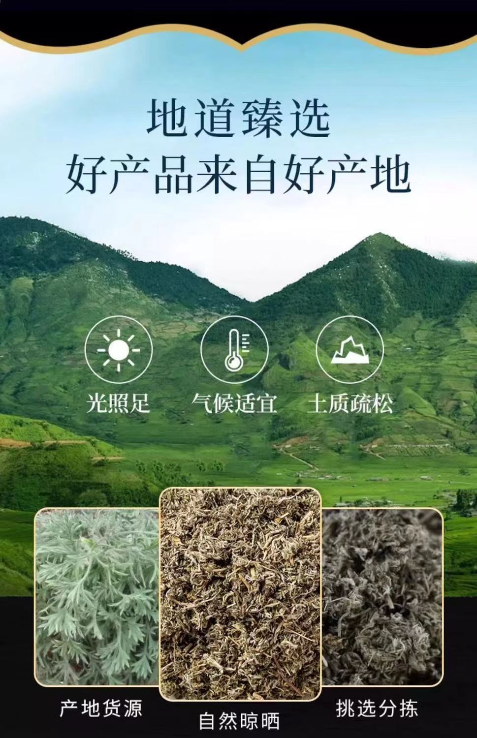 50g/bottle Yin Chen Chinese Herbal Tea Fresh Artemisia Scoparia Tea