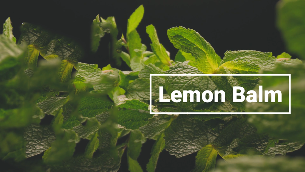 Lemon Balm Extract Powder 10:1 | Melissa Herbal Supplement 200G Secondary image