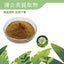 Premium Dandelion Extract 10:1 Flavonoids  Water-Soluble Powder