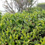 Mingqian Green Tea Lingluo Spring High Mountain Cloud Mist Tea 50g