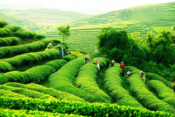 AAAAA Anxi Tie Guan Yin Grüner Tee 50g Tieguanyn Tee Oolong Tee Grüner Tee