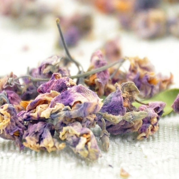 Apocynum Venetum Herb Tea Luo Bu Ma Rafuma Apocynum Venetum Flowers Tea