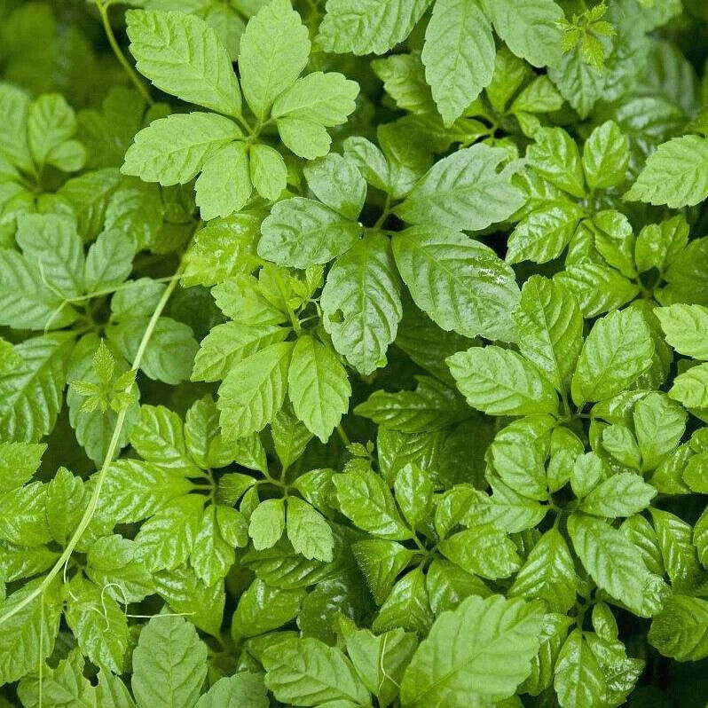 Organic Health Tea Jiaogulan Tender Leaf Tea Gynostemma Pentaphylla New Harvest