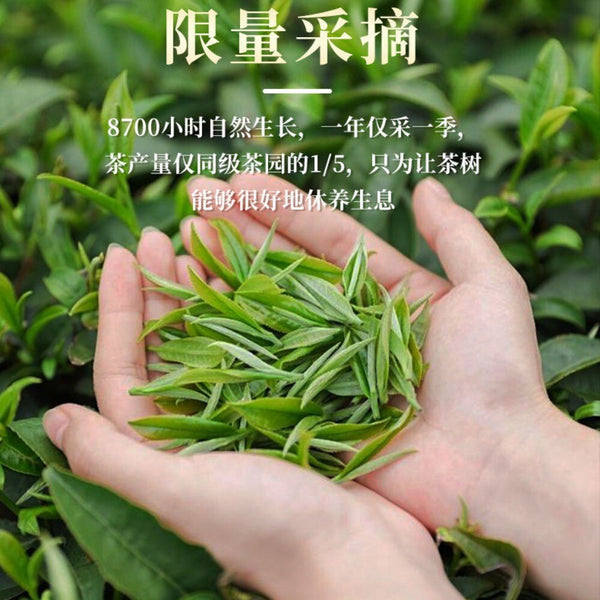 Premium Longjing Tea 2025 Fresh Authentic Pre Rain Dragon Well Fragrant